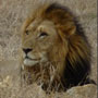 Fotos Von Kruger National Park In Südafrika